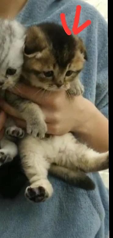 munchkin pişik: Britan — 5