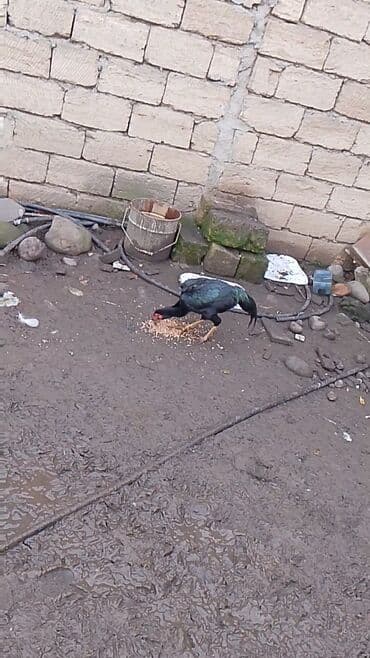 dovşan yemi: Toyuq, Damazlıq — 1