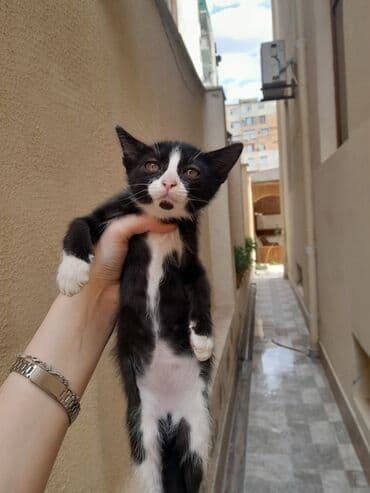 домики для кошек баку: Yaxşı əllərə — 12