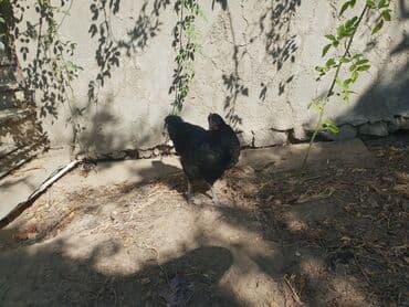 amerika devequsu haqqinda melumat: Toyuq, Australorp, Ətlik, Ünvandan götürmə — 3