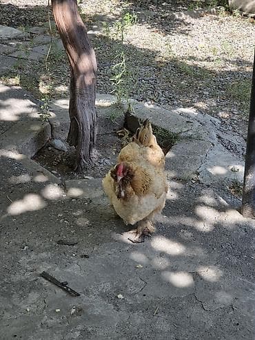 tap.az heyvanlar xudat: Toyuq, Brama, Damazlıq, Ödənişli çatdırılma — 6