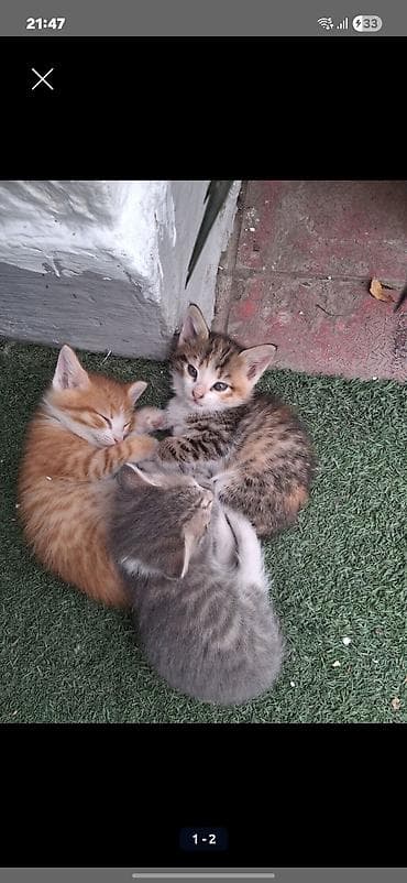 pişik latoku: Erkək, Dişi, Yaxşı əllərə, Ünvandan götürmə — 1