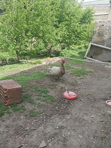 корм для собак: Lavanda erkek tecili satlr qiymet sondur ozum baha almsam — 3