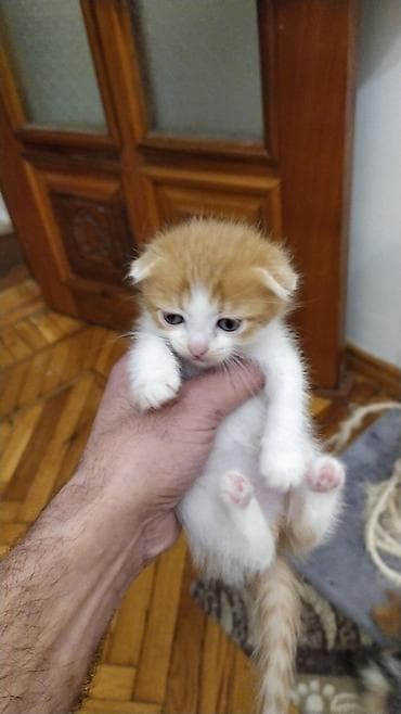 akvarium 120 cm: Erkək, Yaxşı əllərə, Ünvandan götürmə — 2