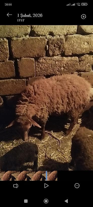 kreditle it satisi: Quzu — 1