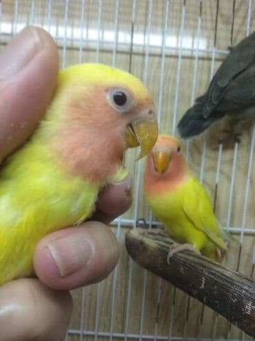 кольчатый попугай цена: Tutuquşu popuqay fişer . Fişer 40 AZN biri . Sarılar 35 biri — 3