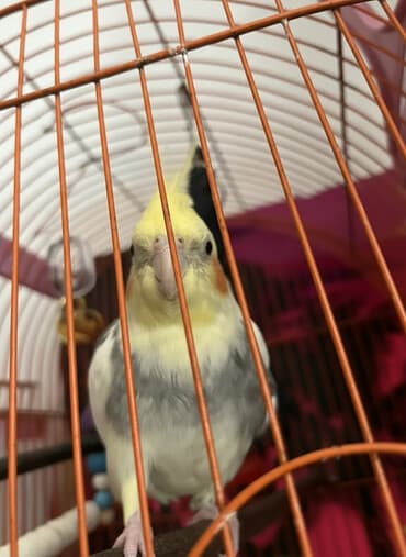 pulsuz pişik balaları: Salam erkey korelladi tek qusu satıram danışır oxuyur 10 aylığdı başa — 1