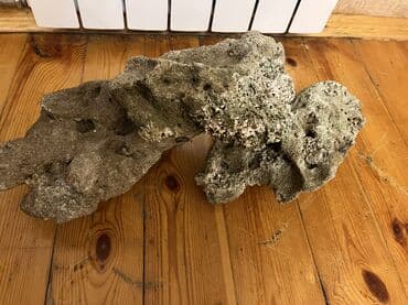 atman df 1300: Okean dashlari satilir trafeus saxliyanlar ucun okean akvariumu ucun — 1