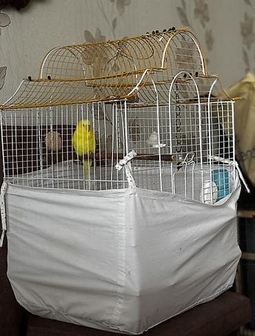 Gəmiricilər: İsdədiyiniz təklifi edin QəfəsQuş və yuvası Razılaşa bilsəy — 2