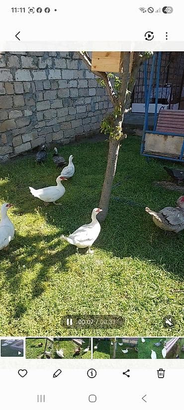 lavanda ördək: Lal yapon ördəklər xoruzdar kül öküz qırmızı öküz sortudu — 8