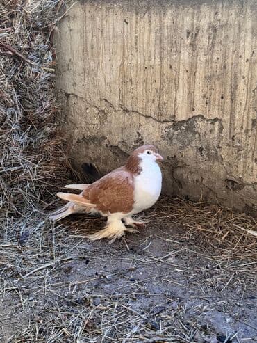 ucuz goyərcinlər: Məhsul: Qanadlı ev heyvanı – saqqallı, lələkləri ayaqlı bəzəkli — 9