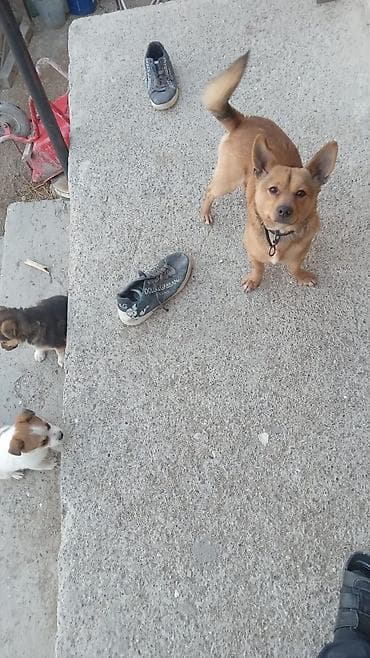 . etrafli melumat uccun zeng edin