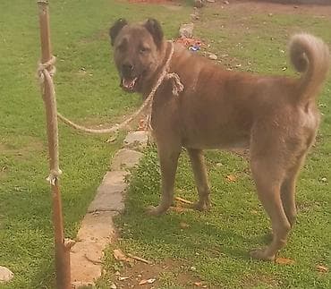 alman afcarkasi bala: Erkek 2 yaw bow bekar adamlar narahat elemesin. unvan baki — 1