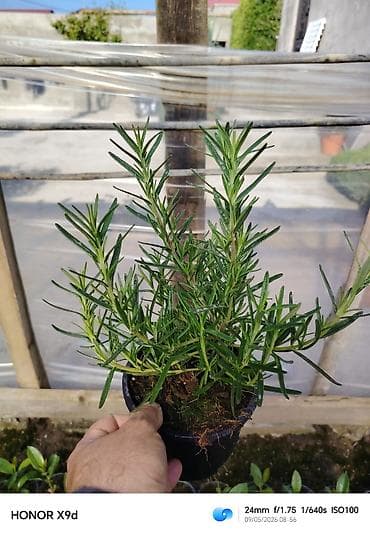 qab gulleri: Rozmarin (Rosmarinus officinalis) fidanları – qablarda yetişdirilmiş — 7