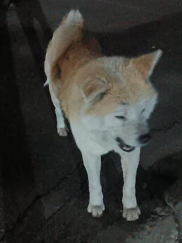 Asia: Акита-ину — 2