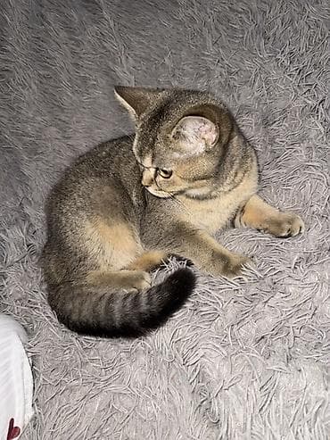 Gəmiricilər: Britan, Dişi, Yaxşı əllərə — 3