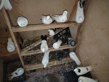 cücə və xoruz təmsil: Quslar satilir ucan quslar ir baha almisam saxlayanmiram deye satiram — 2