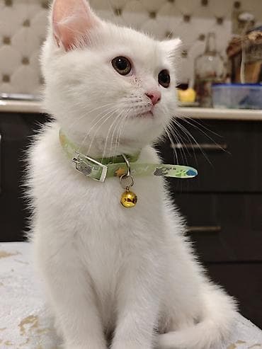 Dişi lalafo.az -da Dişi