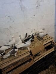 Başlıq: Dekorativ Göyərçinlər Təsvir: Evdə bəslənən dekorativ