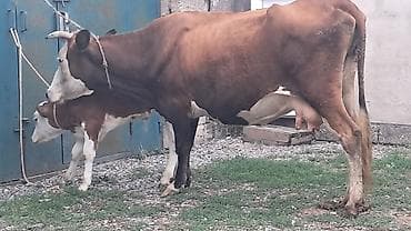 jersey inək: İkinci qarına doğub yanında süni mayalanmadan olan erkək balası ilə — 3