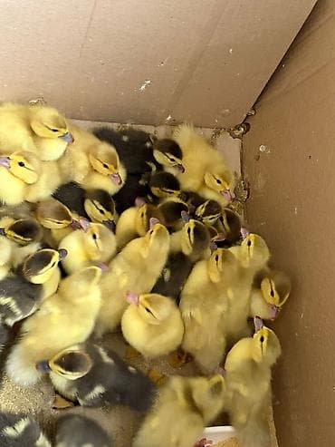 lal ördey: Məhsul: ördək balaları (cücələr) hamsi cins ordeylerin balalaridi — 3