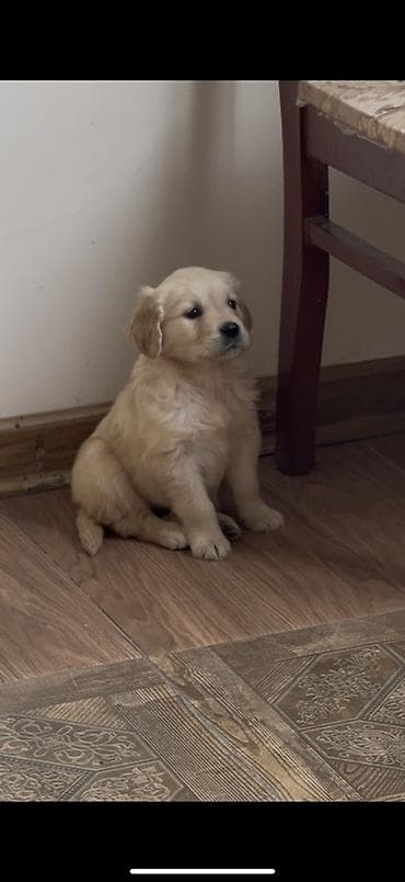 Retriever, 2 ay, Dişi