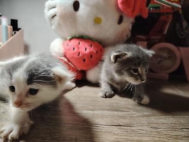 doberman qiyməti: Erkek ve dişi. Oynaqdırlar.yaxşı baxana satılır ucuz qiymətə — 2