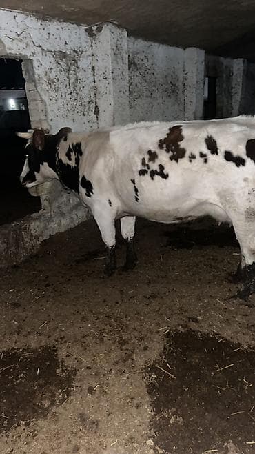 Atlar: Mal-qara satışı – erkək və dişi danalar Təsvir: - Təsərrüfatdan — 8