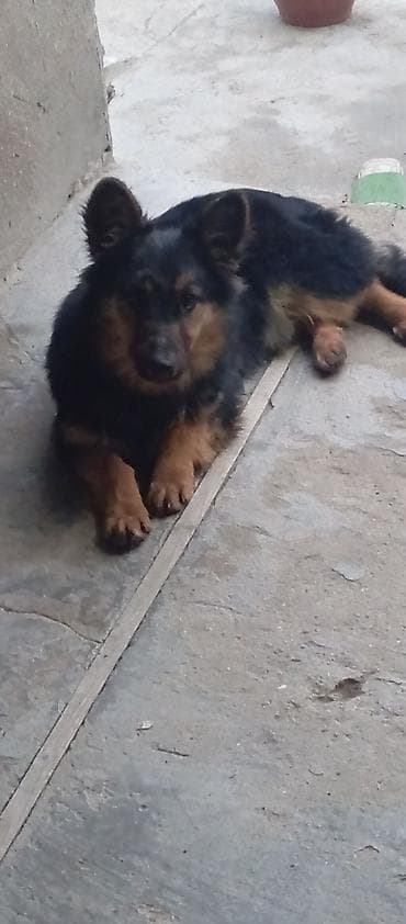 itlerin davasi: Zvanok satilir — 1