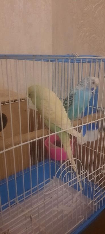 sesar quşu: Məhsul: Dalmatian naxışlı mavi və açıq sarı rəngli iki ədəd dalğıc — 3