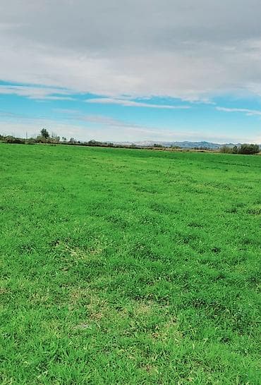 Kənd təsərrüfatı