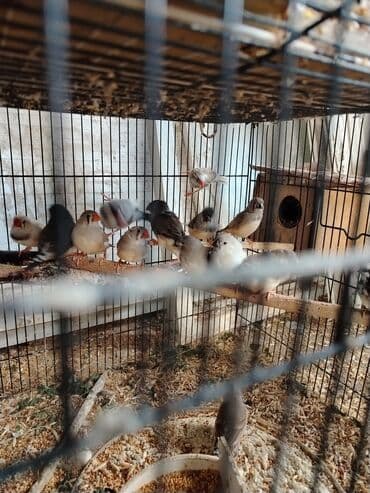 котята породистые купить: Zebr ispinozları – qarışıq rəng formaları - Növ: Zebr ispinozu — 2