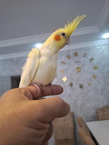 satdig quslar: Salam. sari sirin karella balasi satilir. oz qusumun balasidi — 9