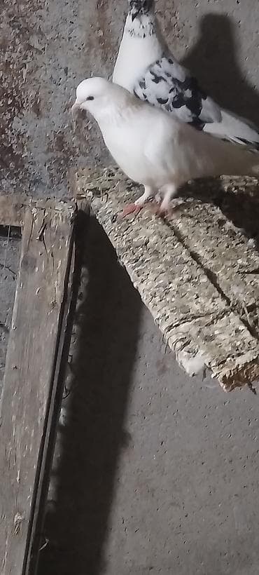 quş adları: Qusdar erkey mayadi tutulma qusdardi hazir cutduler kankiret adamlar — 5