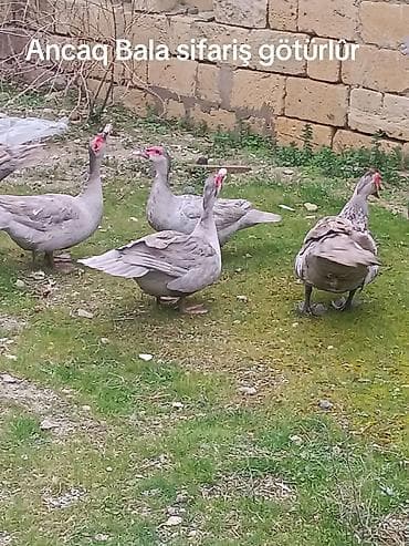 Tezə mayali yumurtasi ve balasi bala 8m