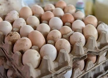 hinduşka yumurta: Təbii kənd yumurtası.Toyuqlarimiz yerli serbirst toyuqlardi — 1