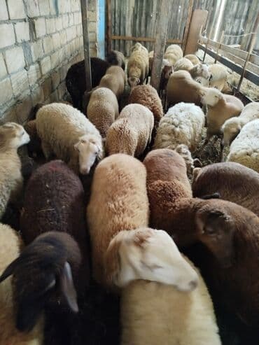 heyvanlar quba: Qurbanlıq və saxlamalı qoçlar quzular satilir Ünvan Göyçay masenikler — 1