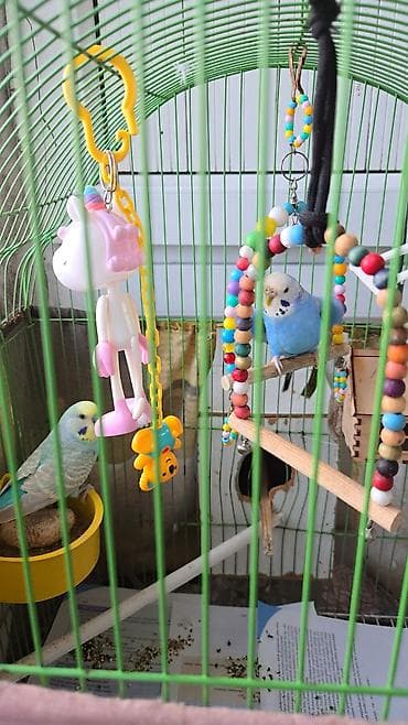 Yuvalar: 2 tutuquşu satilir.6 ayliqdirlar.Biri erkek,biri — 2