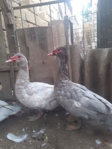 Akvarium aksessuar və ləvazimatları: Erkək, | Lal ördək, Damazlıq, Ünvandan götürmə — 1