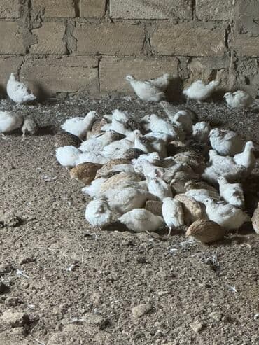 bildirçin az: Satılır: bildirçin sürüsü - Cinslər: ağ, qəhvəyi və qarışıq rəngli — 4