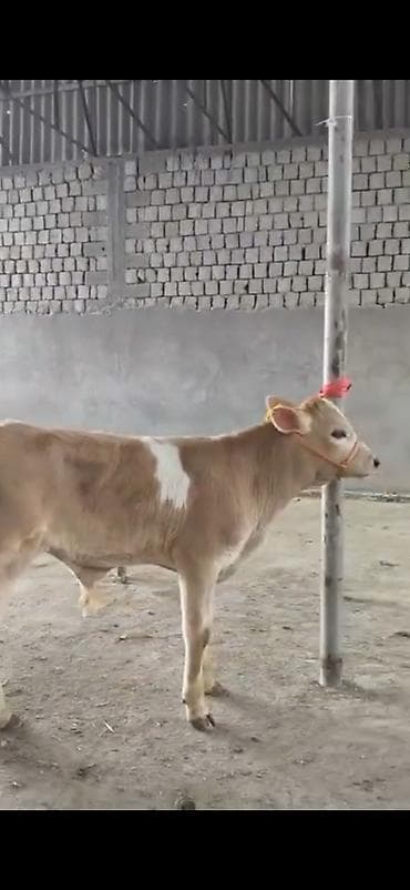 Digər heyvanlar: 2 ay yarimliq temiz saf qan simental dana erkək prablemi yoxdu yem ot — 8