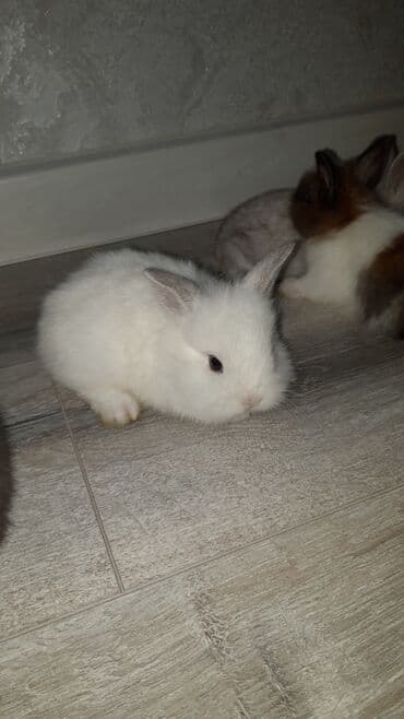 hinduşqa cücəsi: Miniatür dovşan balaları - Növ: dekorativ miniatür (cücə) dovşanlar - — 4