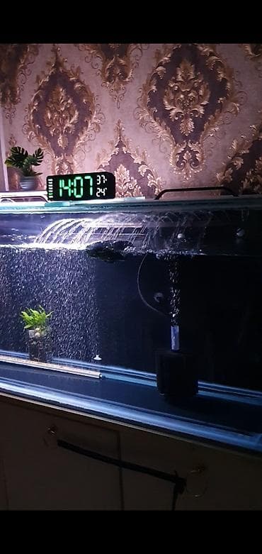 heyvanlar: 450 litr həcmli böyük akvarium satılır. (2000₼ pul qoyulub) premium — 3