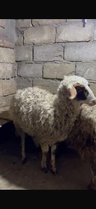 yastı qulaq: 6 aylq quzular erkek disi biri 250Ağ-qəhvəyi rəngli yunlu qoyun — 1