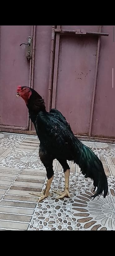 doberman satisi: Oh Shamo xoruz satilir 10 aylidi — 3