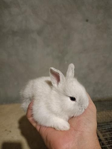 karlik dovşanı: Miniatür dovşan balaları • Cinslər: qulaqları sallanan (lop) və dik — 1