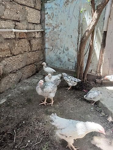 Toyuq, Yumurtalıq, Ünvandan götürmə
