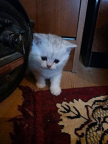 gold pisik: Şinşilla, Erkək — 7