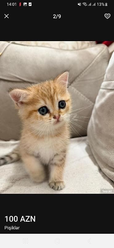 ev pişiyleri: Britan, Erkək, Dişi, Yaxşı əllərə, Ünvandan götürmə, Pulsuz çatdırılma, Ödənişli çatdırılma — 10