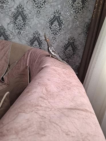 xacmaz heyvan bazari: Salam. 1 ay 20 gunluk karella balasi. oz quzumun balasidi. yeme dusub — 5